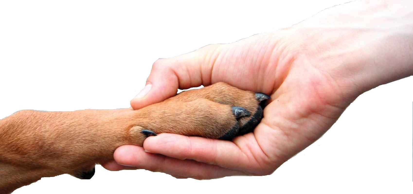 Dog hand